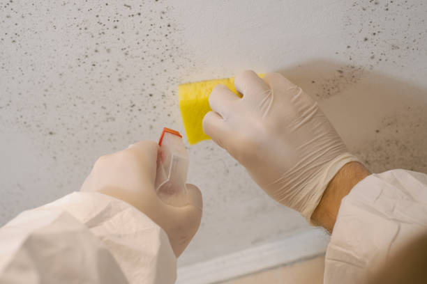 Professional Mold Removal in Richfield, OH